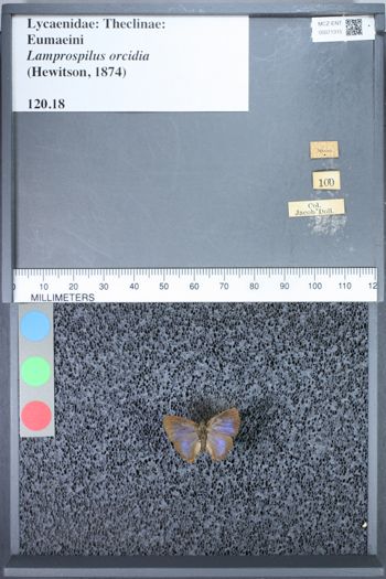 Media type: image;   Entomology 71315
